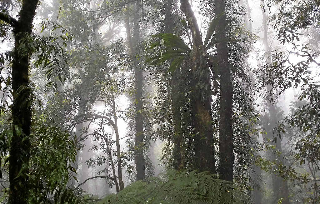 Dorringo rainforest. Dorringo rainforest.